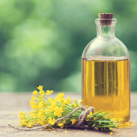 canola oil in glass bottle next to rapeseed flowers