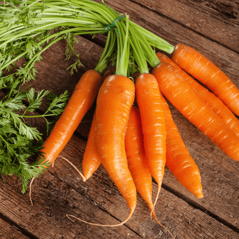 freshly harvested carrot vegetables
