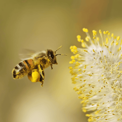 honey bee collecting pollen of flower