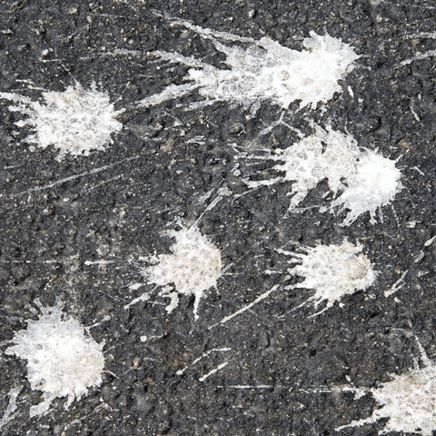 white bird droppings on asphalt street