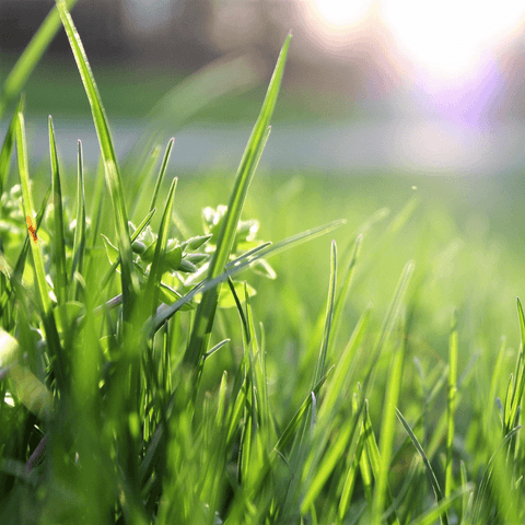 patch of grass in sunshine